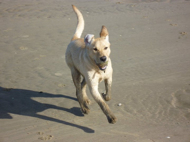 Picture of a Yellow Lab